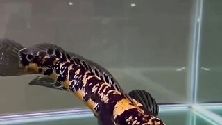 Cantik Sekali, Beautiful