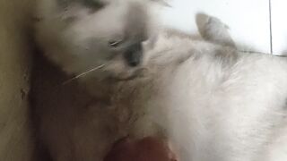 Ganggu kucing lagi tidur