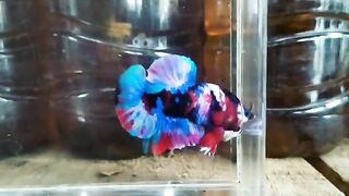1 pair Plakat multicolor