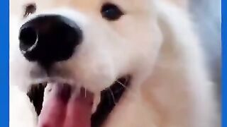 Funny Dogs Christmas Mood 2022 | Cute Dog Videos Compilation #shorts