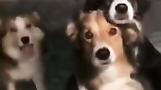 CACHORROS  ENGRAÇADOS E FOFOS _  FUNNY Funniest Animals #shorts