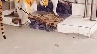Cachorros Engraçados Tente não Rir #shorts #Funny #Engraçado