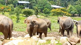 Sri lanken elephants