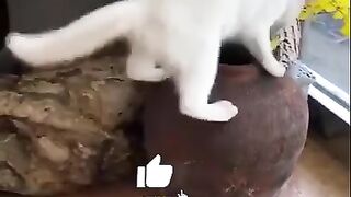 Video Gatos Engraçados  -  - Funny cats video - top video- Melhores videos engraçado