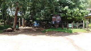 Elephants in sri lanka