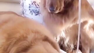 CACHORROS  ENGRAÇADOS E FOFOS -  FUNNY Funniest Animals