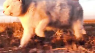 Beautiful cats‼️Cute cats video compilation