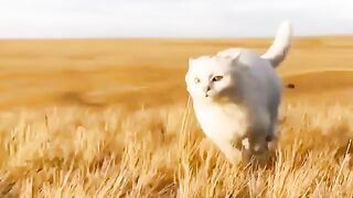 Cats meowing‼️funny cats and cute cats video compilation #febspot