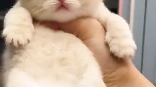 Baby cats ‼️Cute cats and funny cats video compilation
