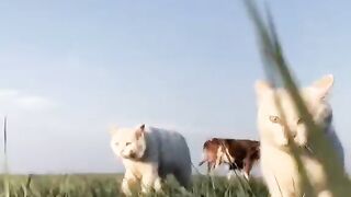 Funny cats video compilation