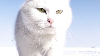 funny cats ‼️Cute cats and funny cats video compilation