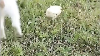 Baby cats and baby chiken playing ‼️sweet cats and funny cats video compilation