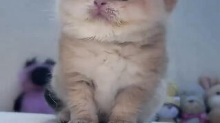 Cute cats will love it