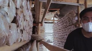 How to take care mushroom