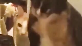 FUNNY COMPILATION VIDEOS 6 | FUNNY ANIMAL COMPILATION | #SHORTS
