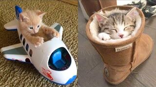 Baby Cats - Cute and Funny Cat Videos Compilation #21 | Aww Animals 4