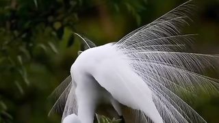 Beautiful 199
