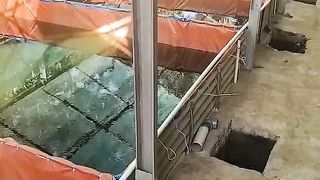 Makanya gunakan KAKABAN/substrat saat pemijahan lele, agar telur putih gampang dibuang