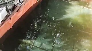 Telur berwarna putih itu namanya BONOR gak akan menetas sampai kapanpun