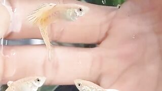 GUPPY 3