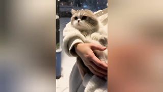 Funny Cat.