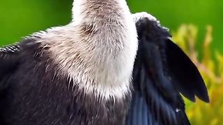 Like video 5