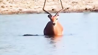 Animal 53