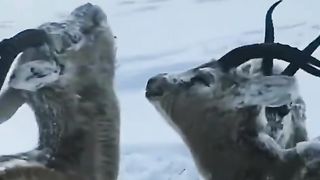 Animals 65