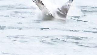 Eagle 13