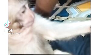Funny video #monkey