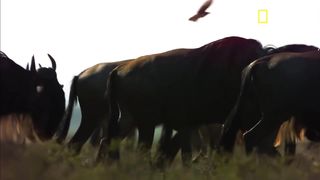 Guépard qui chasse