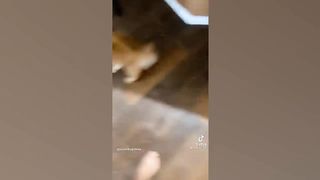 Tiktok de chats drole qui égayeront votre journée????????????