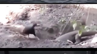 chicken fills hole from lizard!