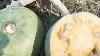 वेलपत्र का फल खाने के फायदे