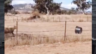 animal gets trapped in container