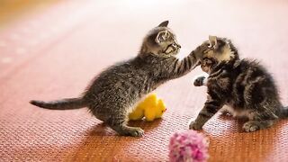 Mes plus belle video de chaton minions qui miaule et qui joue