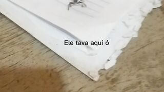 Olha que animal diferente