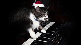 Funny Cat in Santa Hat Plays a Keyboard, Organ or Piano