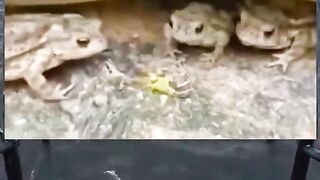 frogs get scared of something
