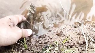 Size of Eels that are Suitable for Consumption