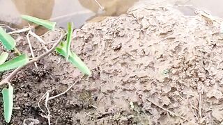 The Moment of Resistance of an Eel When Fished