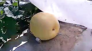 El cultivo de una CALABAZA GIGANTE