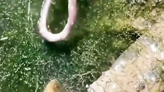JENIS-JENIS MUSANG YANG ADA DI INDONESIA!!