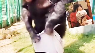 A baboon is trying to wear a short, watch!!!