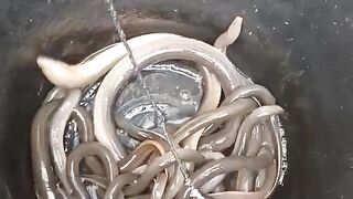 ketika belut di kasih garam