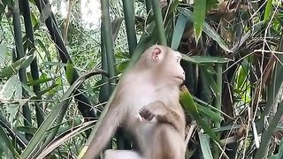 keeping children from sleeping in bamboo trees