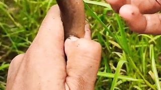 How to Remove a Fishing Hook from an Eel's Stomach