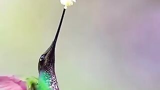 The hummingbird
