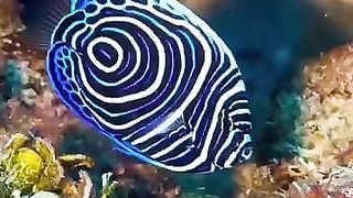 The fish in water