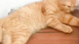 Cat surprised by her own smell